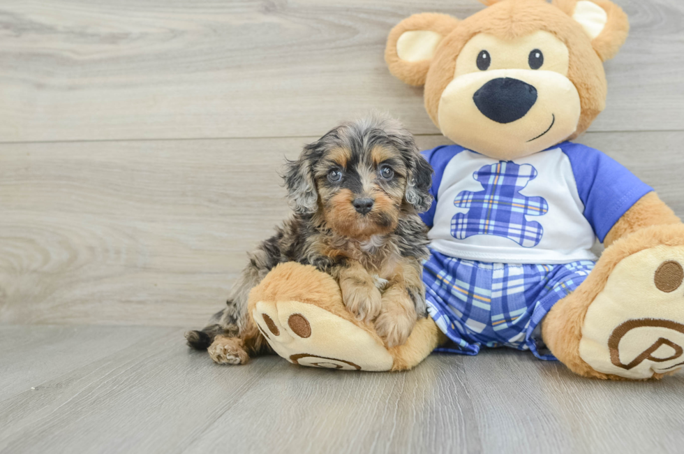 6 week old Cavapoo Puppy For Sale - Premier Pups