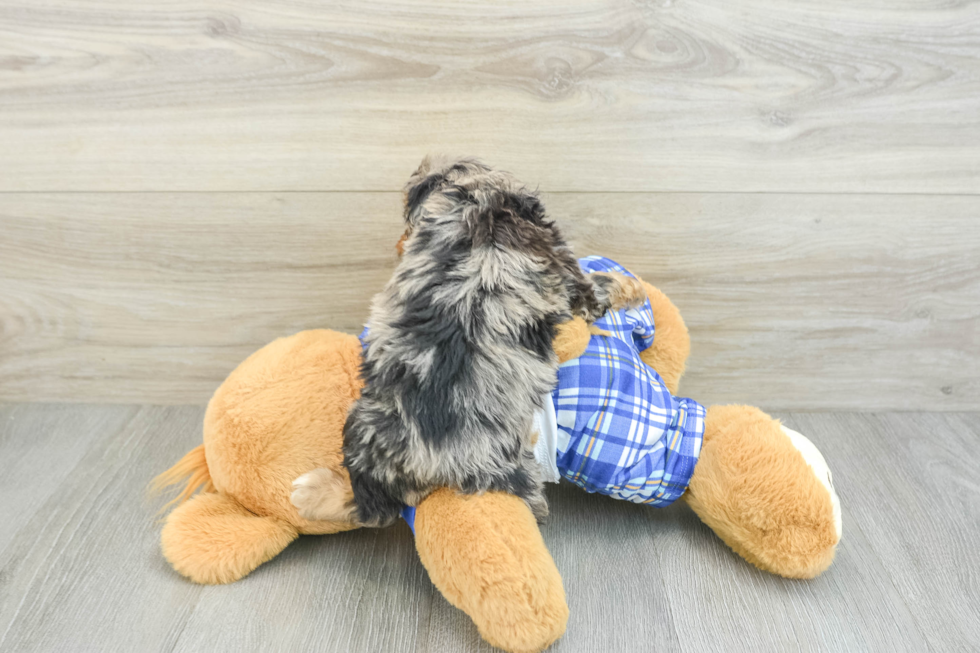 Little Cavipoo Poodle Mix Puppy