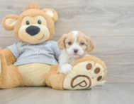 9 week old Cavapoo Puppy For Sale - Premier Pups