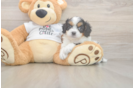 Cavapoo Puppy for Adoption
