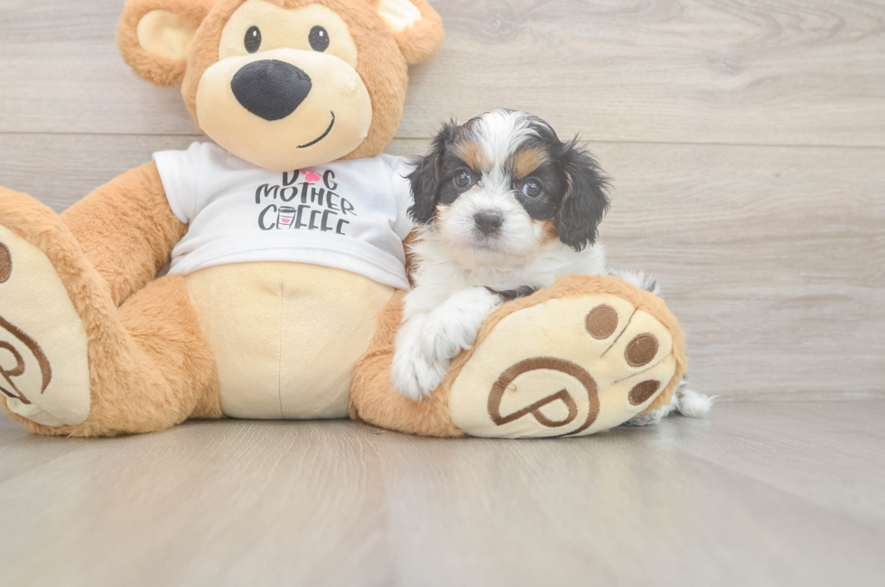 5 week old Cavapoo Puppy For Sale - Premier Pups