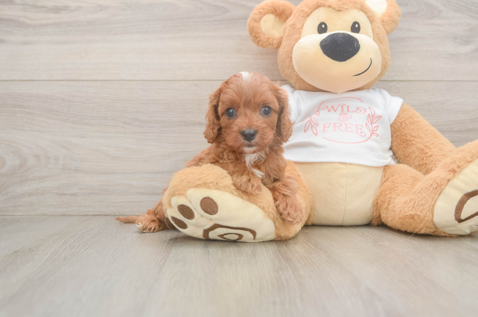 5 week old Cavapoo Puppy For Sale - Premier Pups