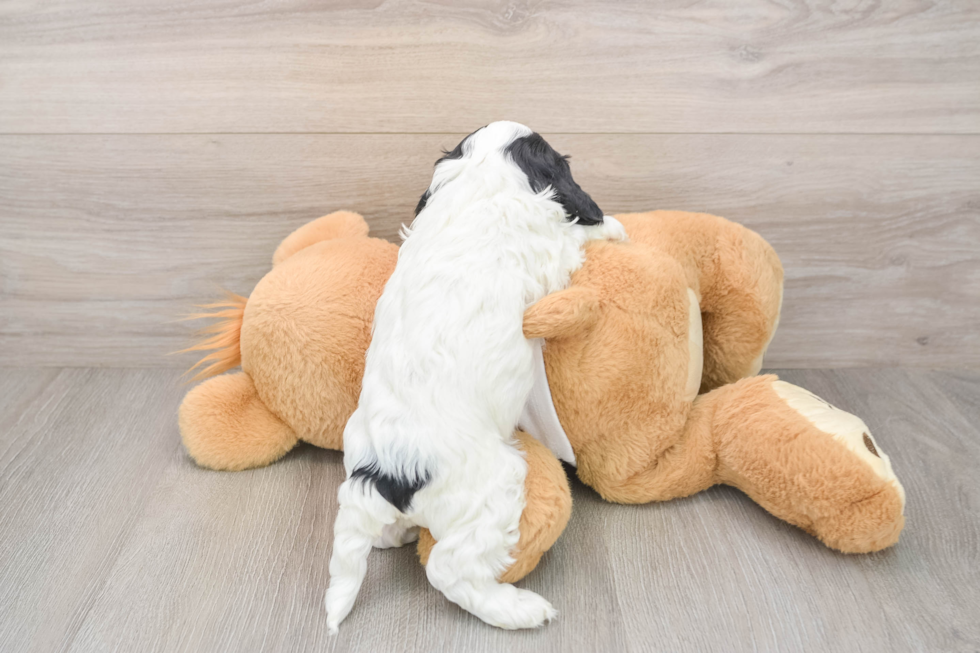 Cavapoo Puppy for Adoption