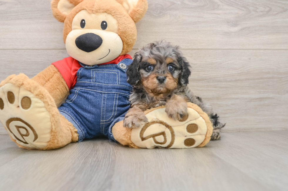Cavapoo Puppy for Adoption