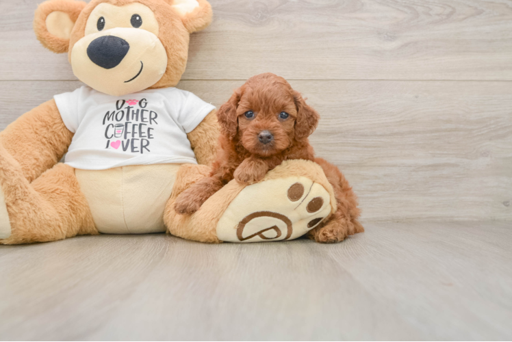 Cavapoo Puppy for Adoption