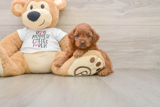 Cavapoo Puppy for Adoption
