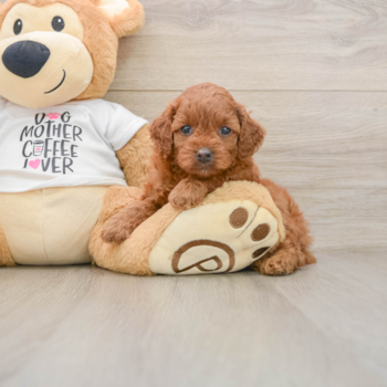 Cavapoo Puppy for Adoption