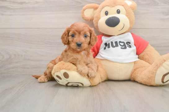 Best Cavapoo Baby