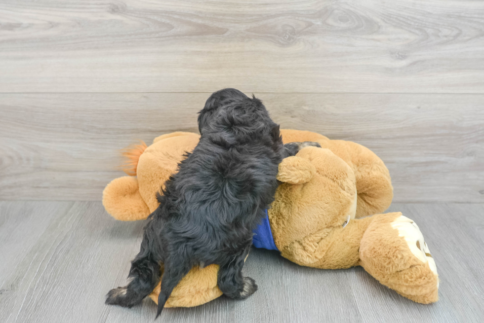 Little Cavoodle Poodle Mix Puppy