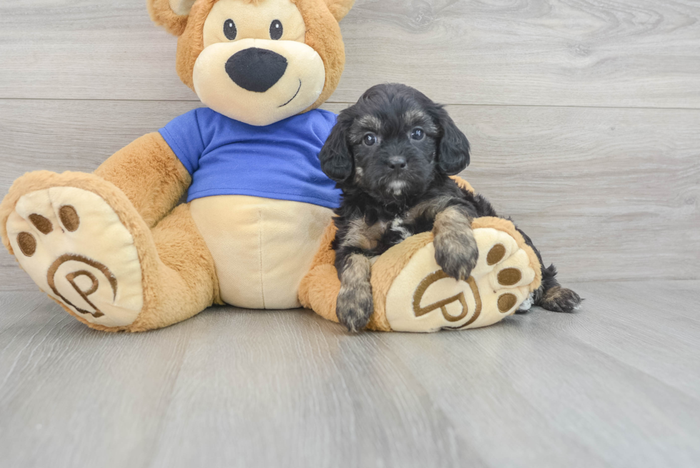 Cavapoo Puppy for Adoption