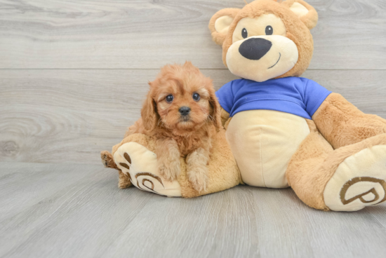 Popular Cavapoo Poodle Mix Pup