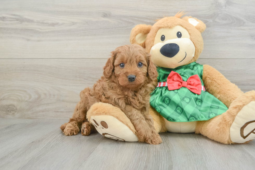 Cavapoo Pup Being Cute