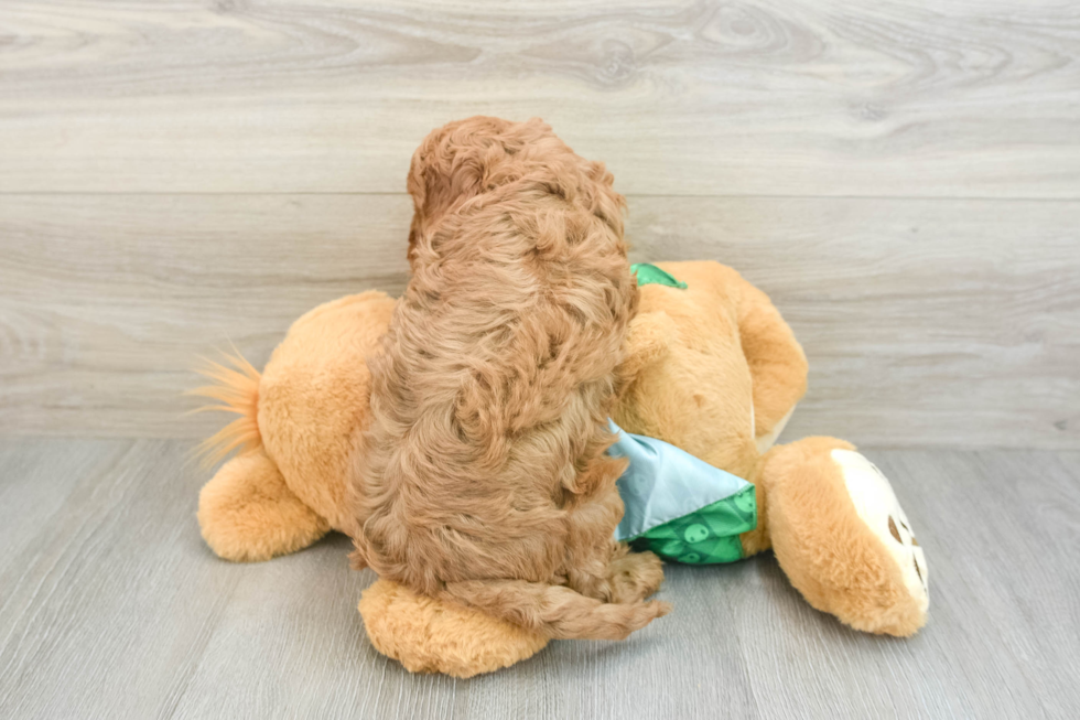 Fluffy Cavapoo Poodle Mix Pup