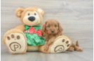 Cavapoo Puppy for Adoption