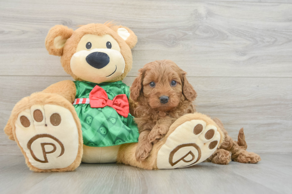 Cavapoo Puppy for Adoption