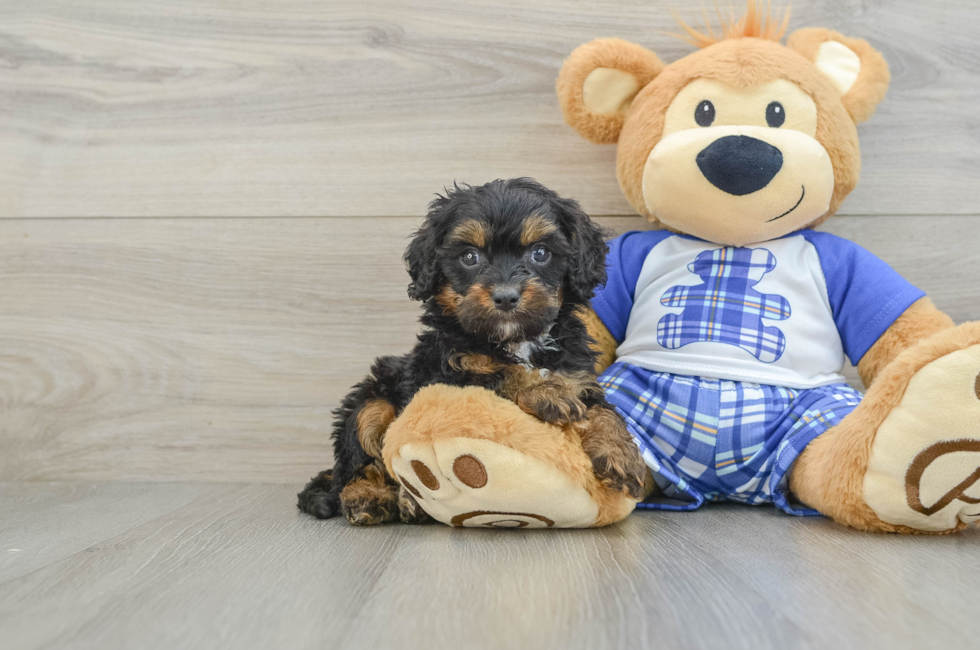 6 week old Cavapoo Puppy For Sale - Premier Pups