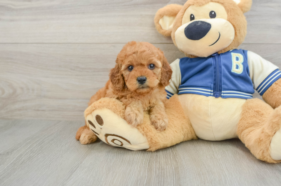 6 week old Cavapoo Puppy For Sale - Premier Pups