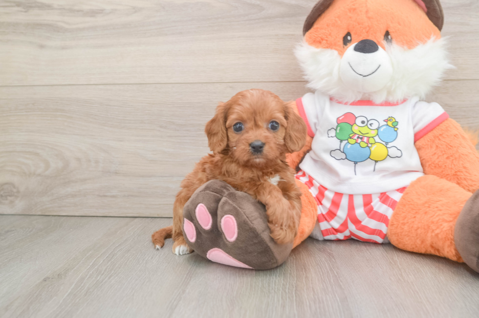 6 week old Cavapoo Puppy For Sale - Premier Pups