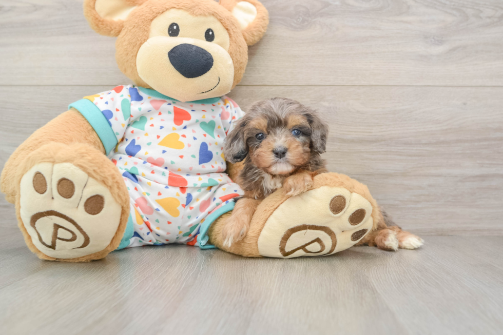 Best Cavapoo Baby