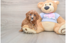 Cavapoo Pup Being Cute