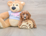 7 week old Cavapoo Puppy For Sale - Premier Pups