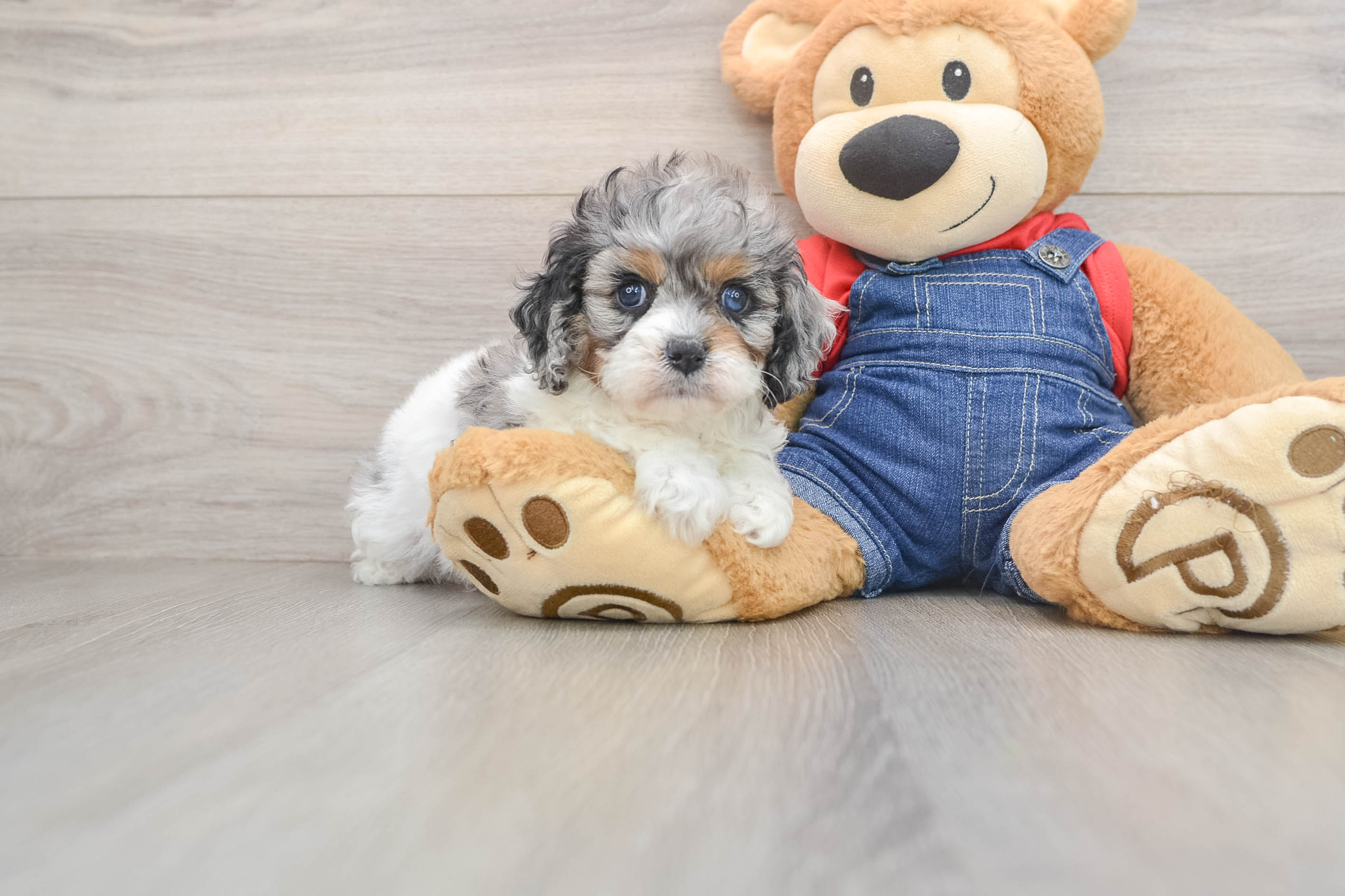 Small Cavapoo Baby