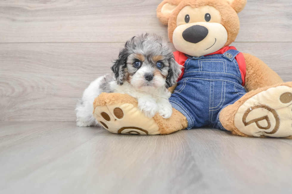 Small Cavapoo Baby