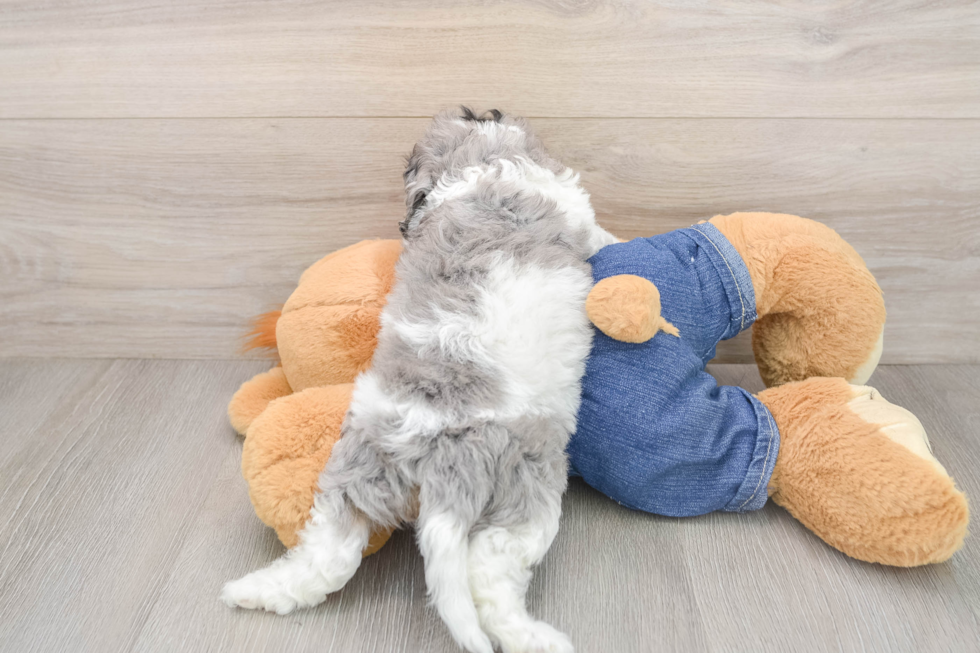 Cavapoo Pup Being Cute