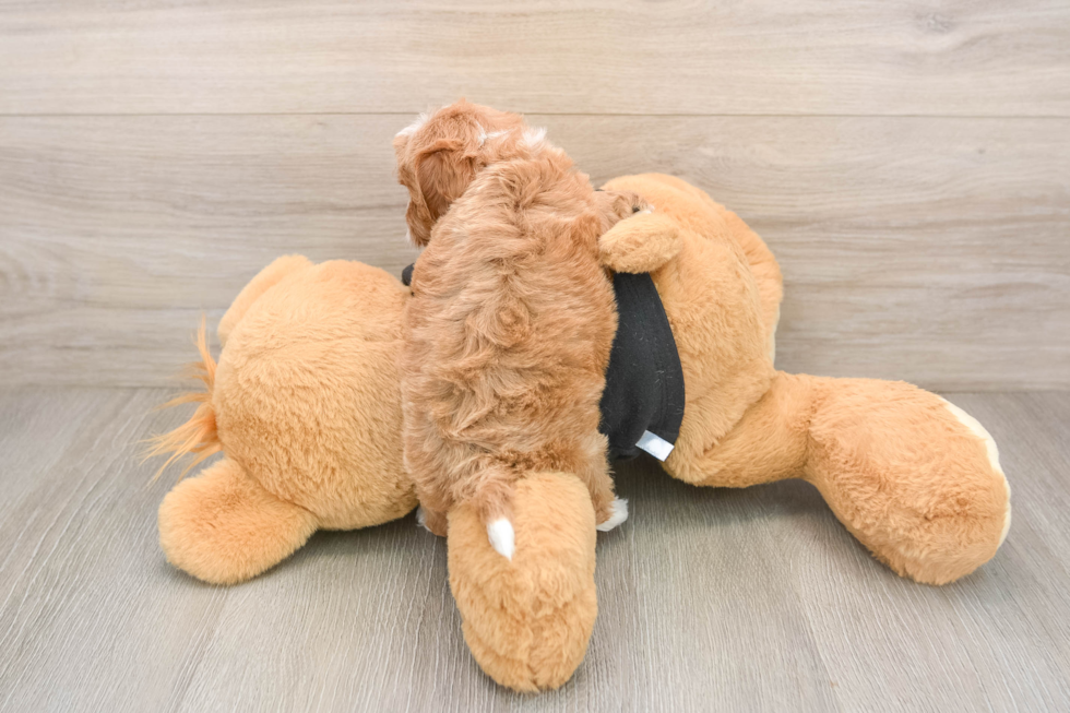 Cavapoo Puppy for Adoption