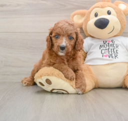 7 week old Cavapoo Puppy For Sale - Premier Pups