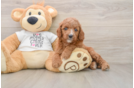 Cute Cavapoo Baby