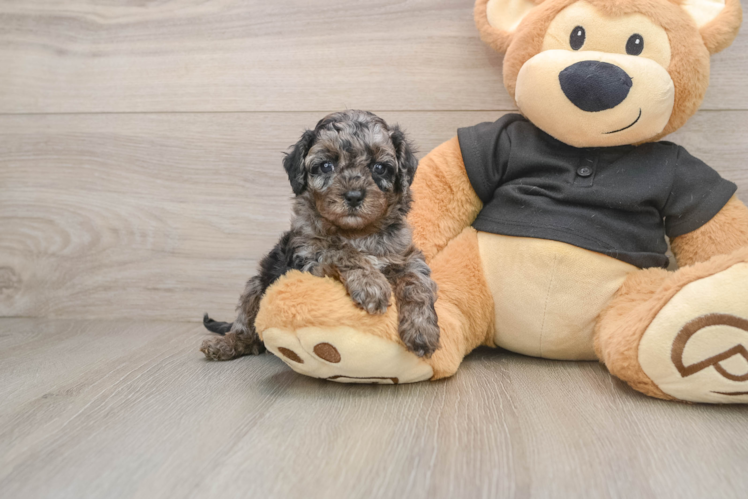 Best Cavapoo Baby