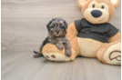 Best Cavapoo Baby