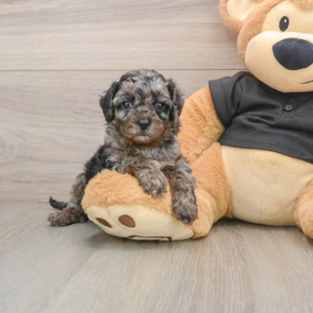 Best Cavapoo Baby