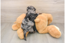 Cavapoo Puppy for Adoption