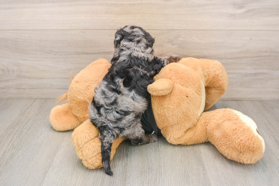 Cavapoo Puppy for Adoption