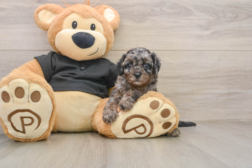Smart Cavapoo Poodle Mix Pup
