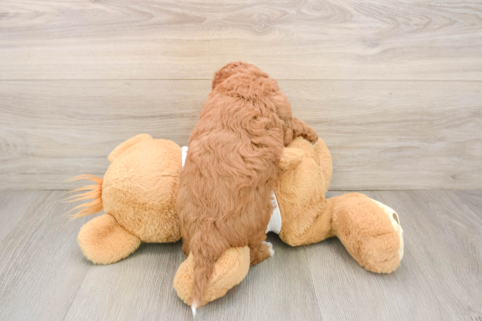 Small Cavapoo Baby
