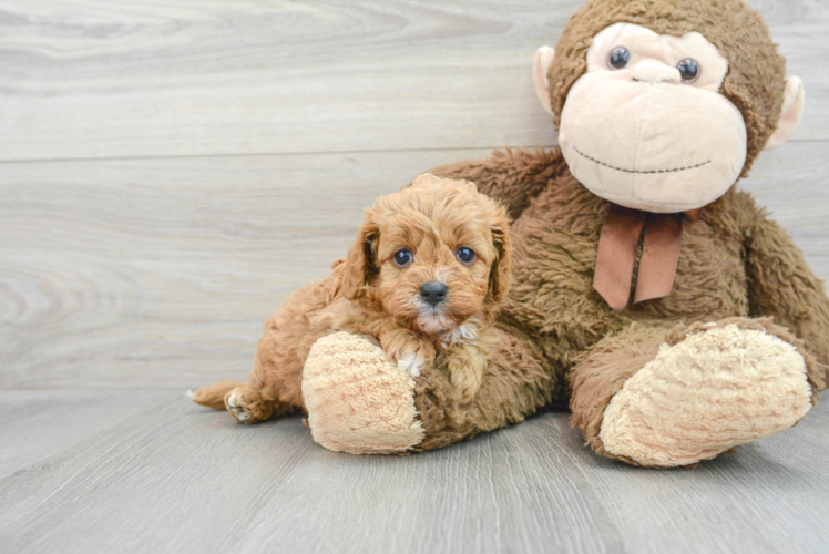 Cavapoo Pup Being Cute