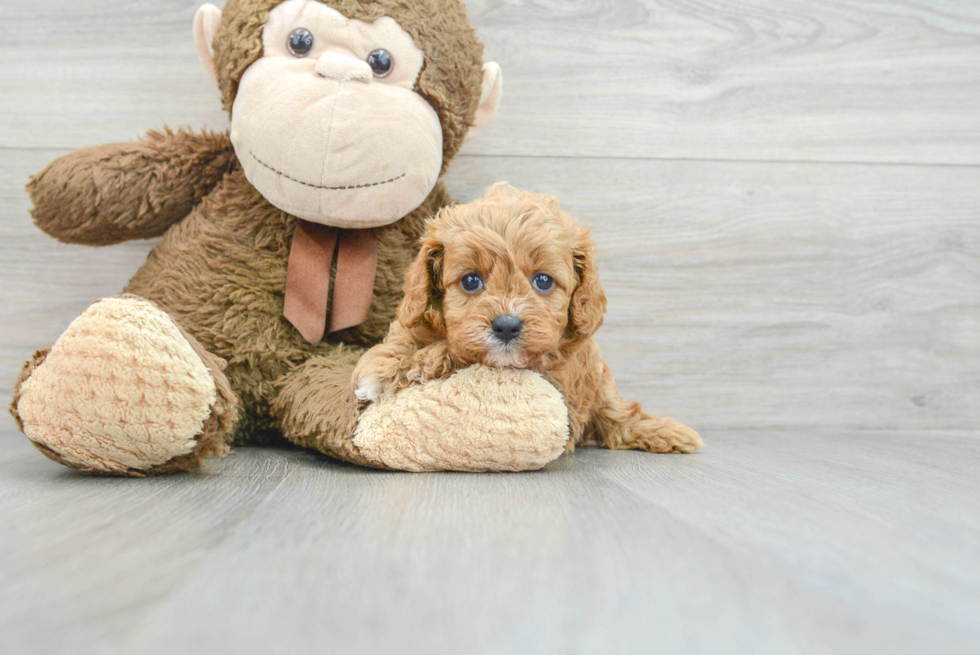 Cavapoo Puppy for Adoption