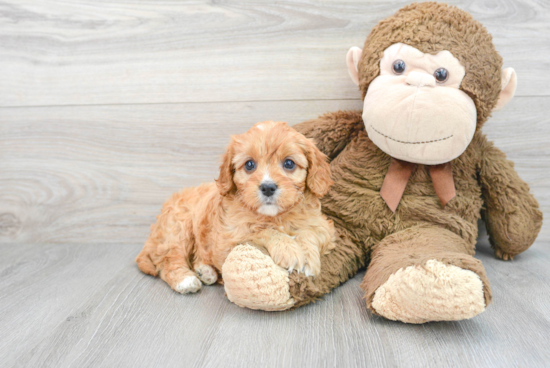 Adorable Cavoodle Poodle Mix Puppy