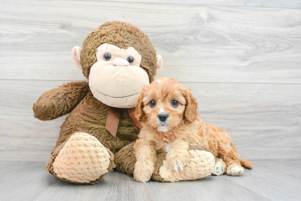 Cavapoo Puppy for Adoption