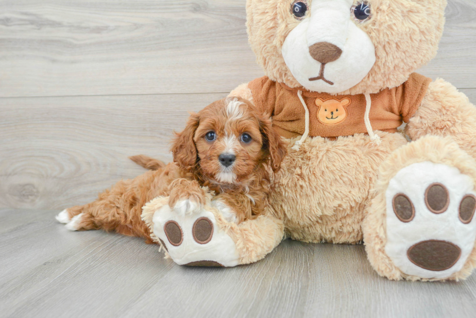 Adorable Cavoodle Poodle Mix Puppy