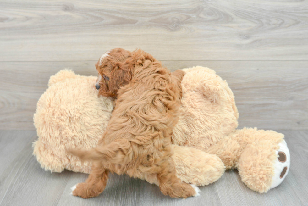Petite Cavapoo Poodle Mix Pup