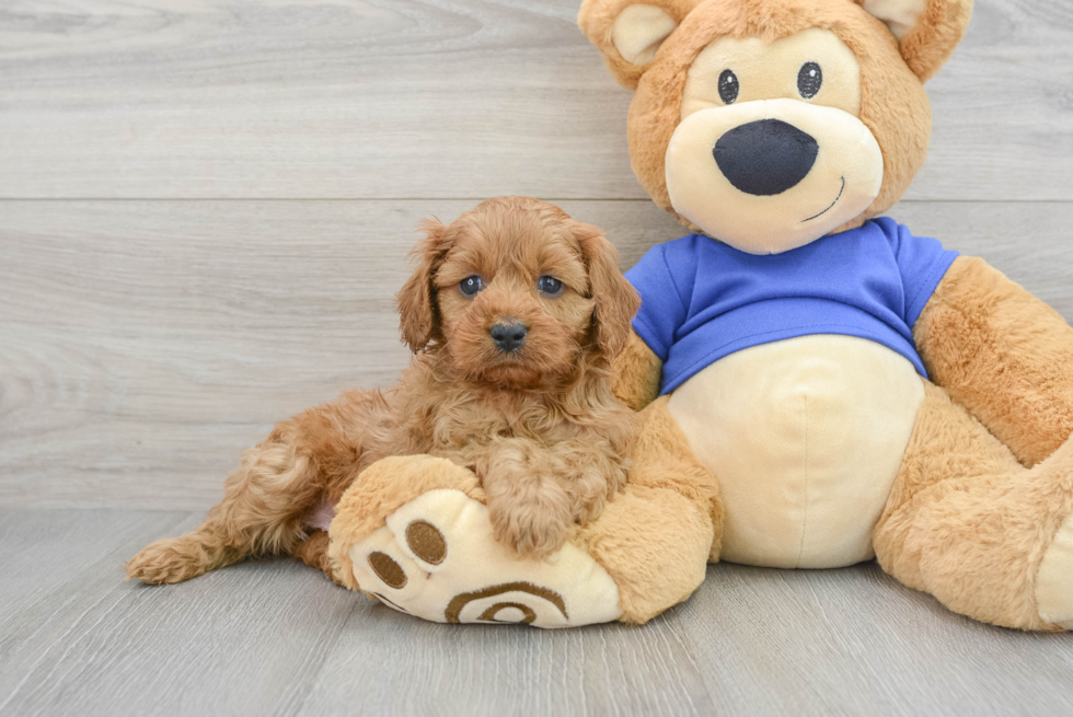 Friendly Cavapoo Baby