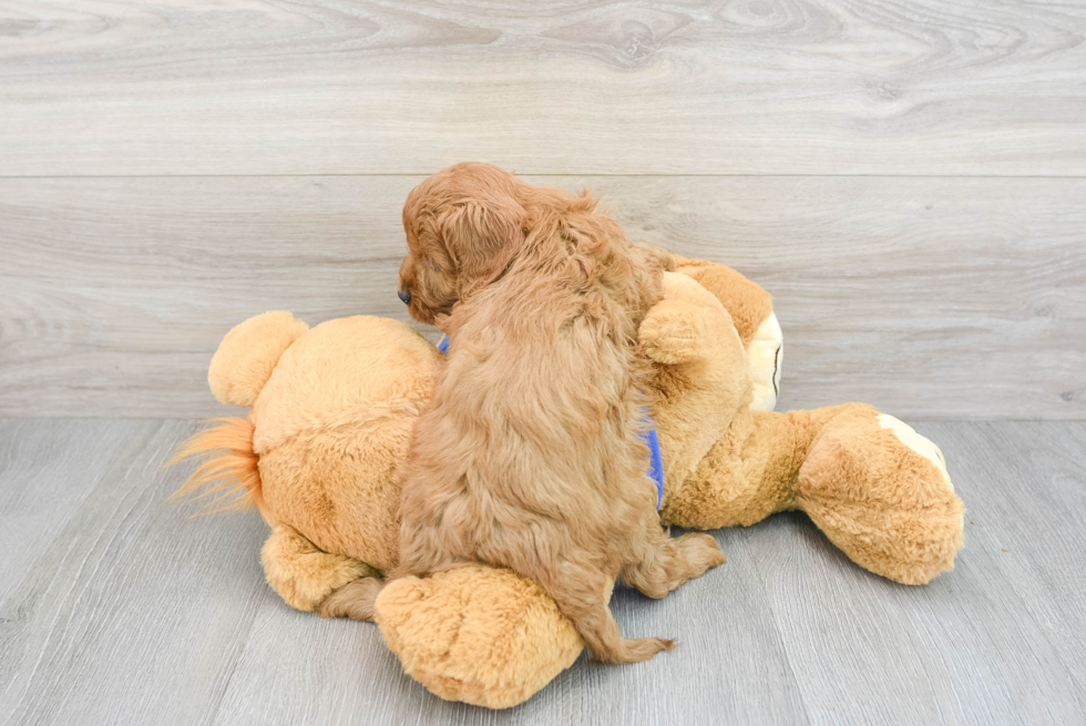 Adorable Cavoodle Poodle Mix Puppy