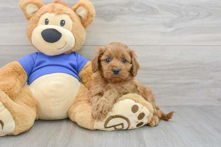 Petite Cavapoo Poodle Mix Pup