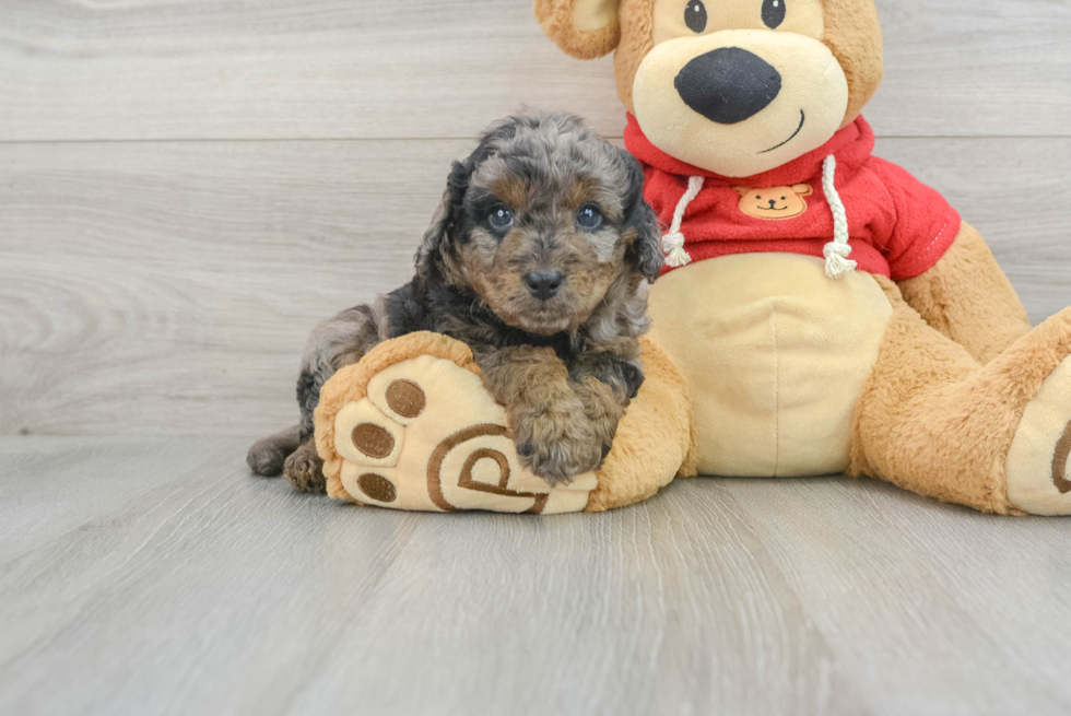 Cavapoo Pup Being Cute