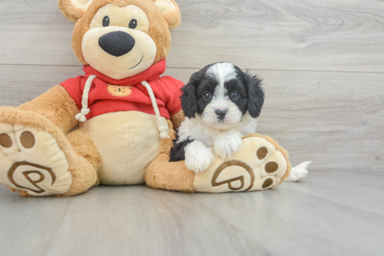 Adorable Cavoodle Poodle Mix Puppy