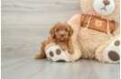 Funny Cavapoo Poodle Mix Pup